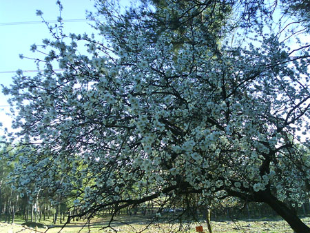 Almendros en Flor. Ruta de las Merendicas
