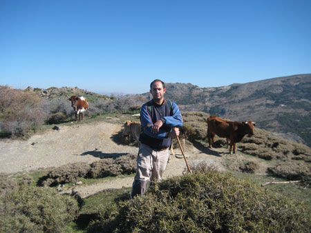 Entre vacas
