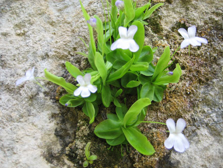 Planta atrapamoscas