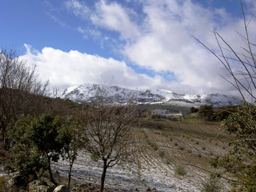 Parapanda