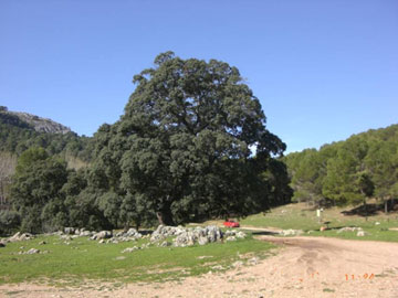 Rejertilla.