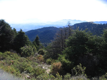 Puerto del Saucillo. Bosque de pinos y pinsapos