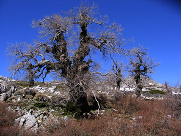 Puerto del Saucillo. Piornal desnudo.