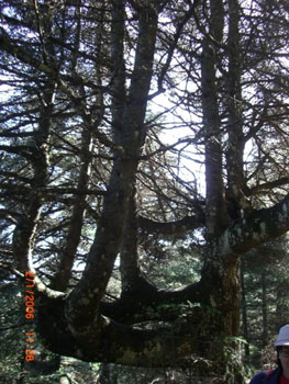 Pinsapo Candelabro de 9 ramas.