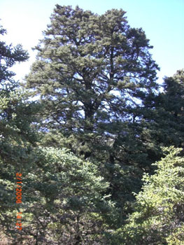 Pinsapo
