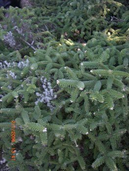 Pinsapo.