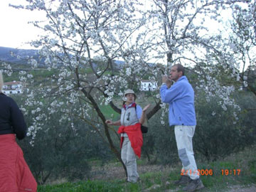 Almendros en flor.