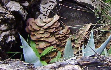 Trichaptum biforme