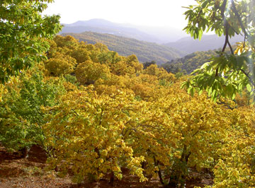 Castaños. Valle del Genal.