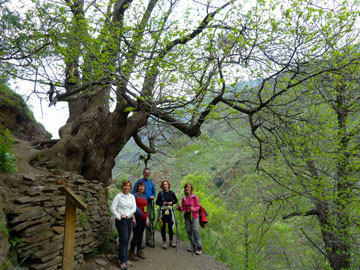 Castaño centenario- Circular vereda de la estrella