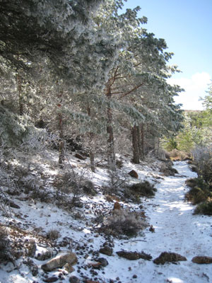 Pinos Nevados.