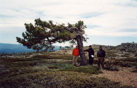 Espectacular pino bandera en el paraje del Calar de Casa Heredia (Llanos de Cocón).