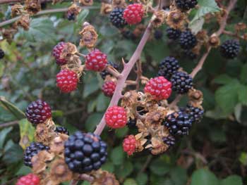 Las moras estaban exquisitas.
