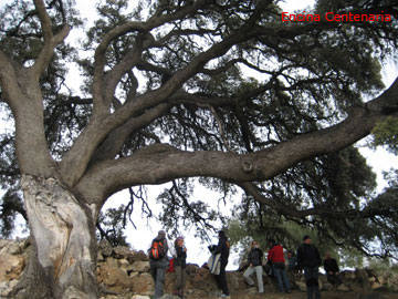 Encina de más de 600 años.