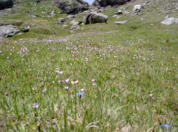 Florecillas