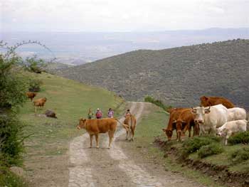 ¡¡ SON DEMASIADAS VACAS ¡¡ Yo no paso...