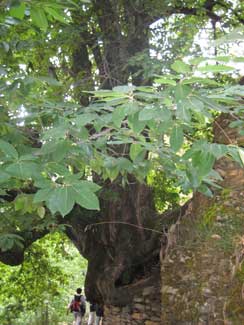 Castaño Centenario en la Vereda de la Estrella