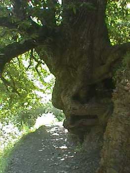 Castaño centenario.