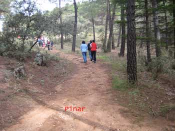 Pinar.