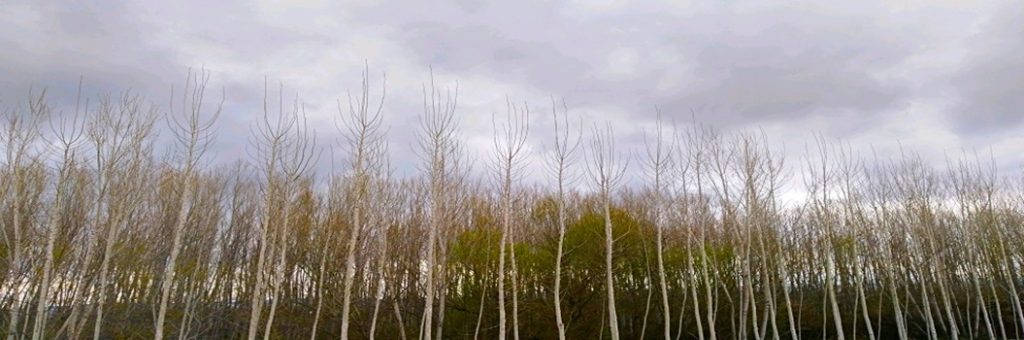 Fuente vaqueros-Valderubio