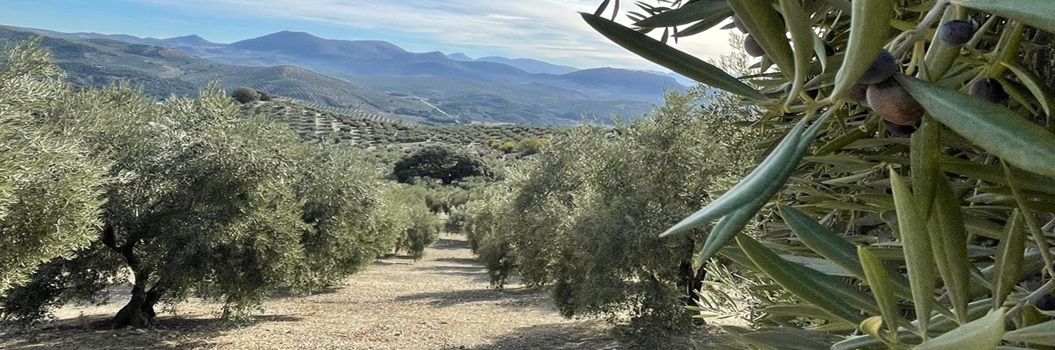 Cortijo Marchales-Encina Milenaria-Raja de Marchales- Comidad de Navidad