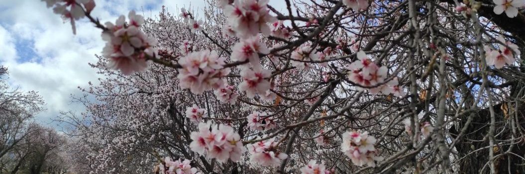 Ruta La flor del almendro en el Marquesado del Zenete