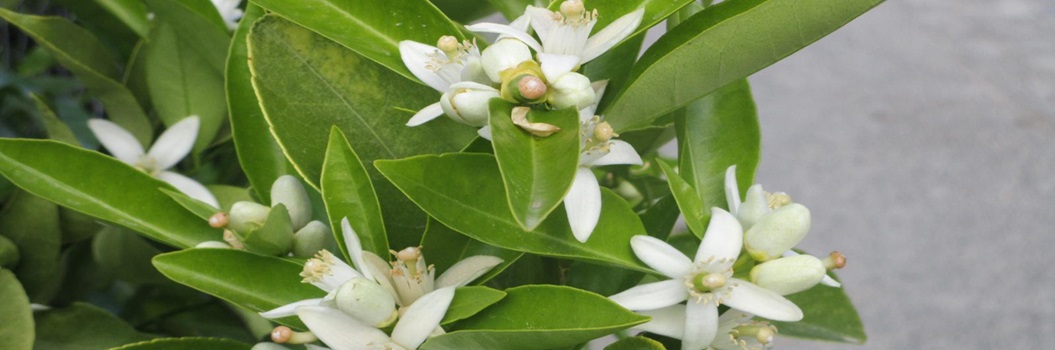 Ruta de Restabal a Albuñuelas