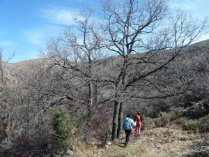 colladopino2017-11