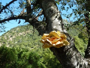El Pinsapar 20