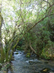 Ruta Rio Majaaceite 5     