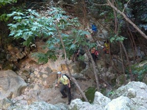 Garganta verde 10 