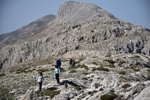 eljimestral2017-18