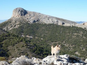 giganta2017-13