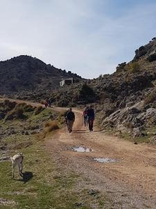parapanda2019-11