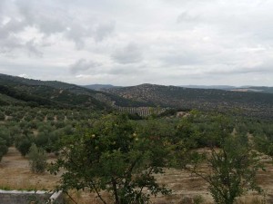 illora2019-11