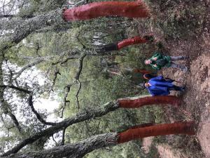 Aracena (15)