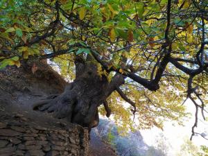 El Aceral Guejar (6)