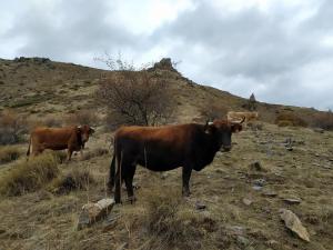 El Aceral Guejar (8)