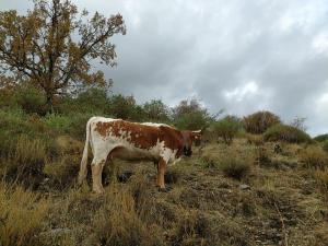 El Aceral Guejar (9)